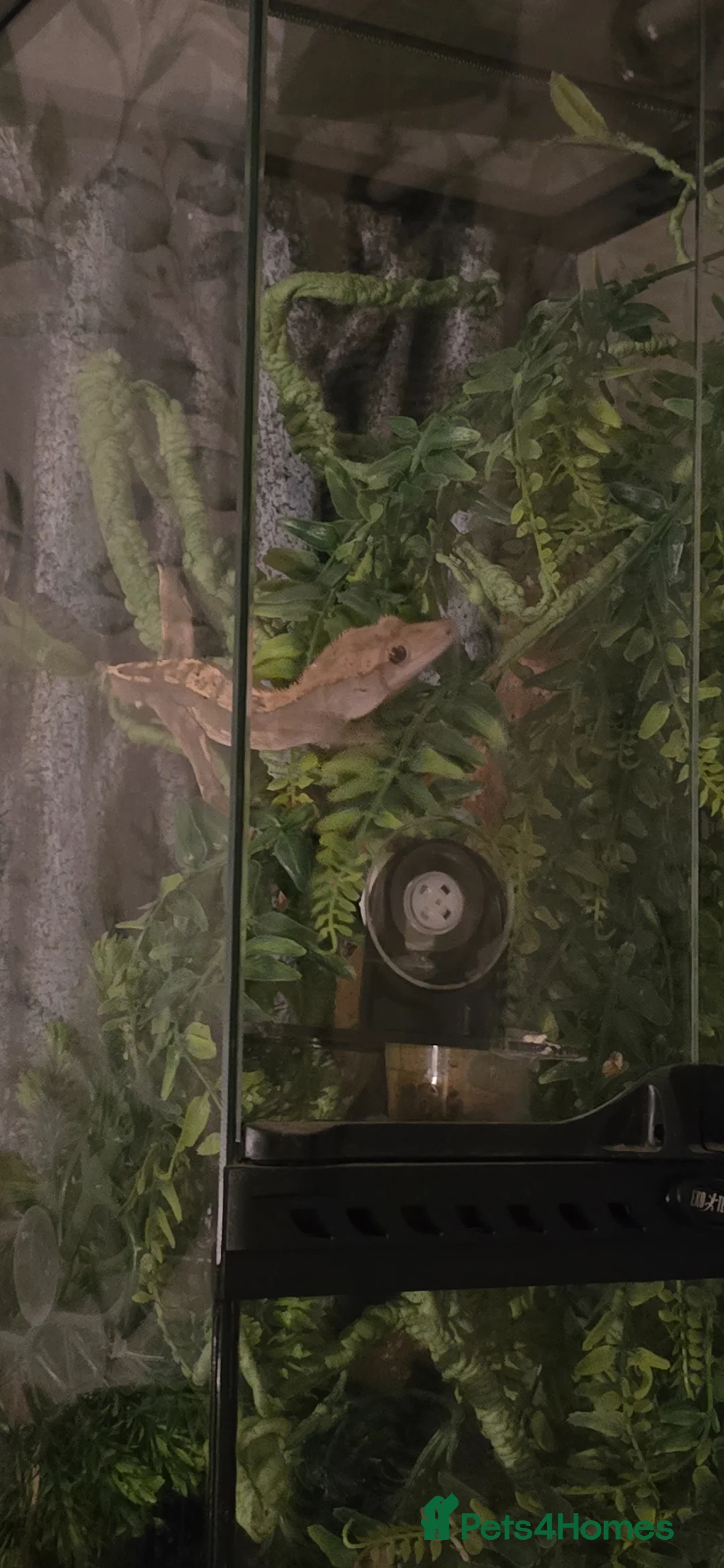 Gecko reptiles for sale: Crested geckos  in Lutterworth - Advert 2