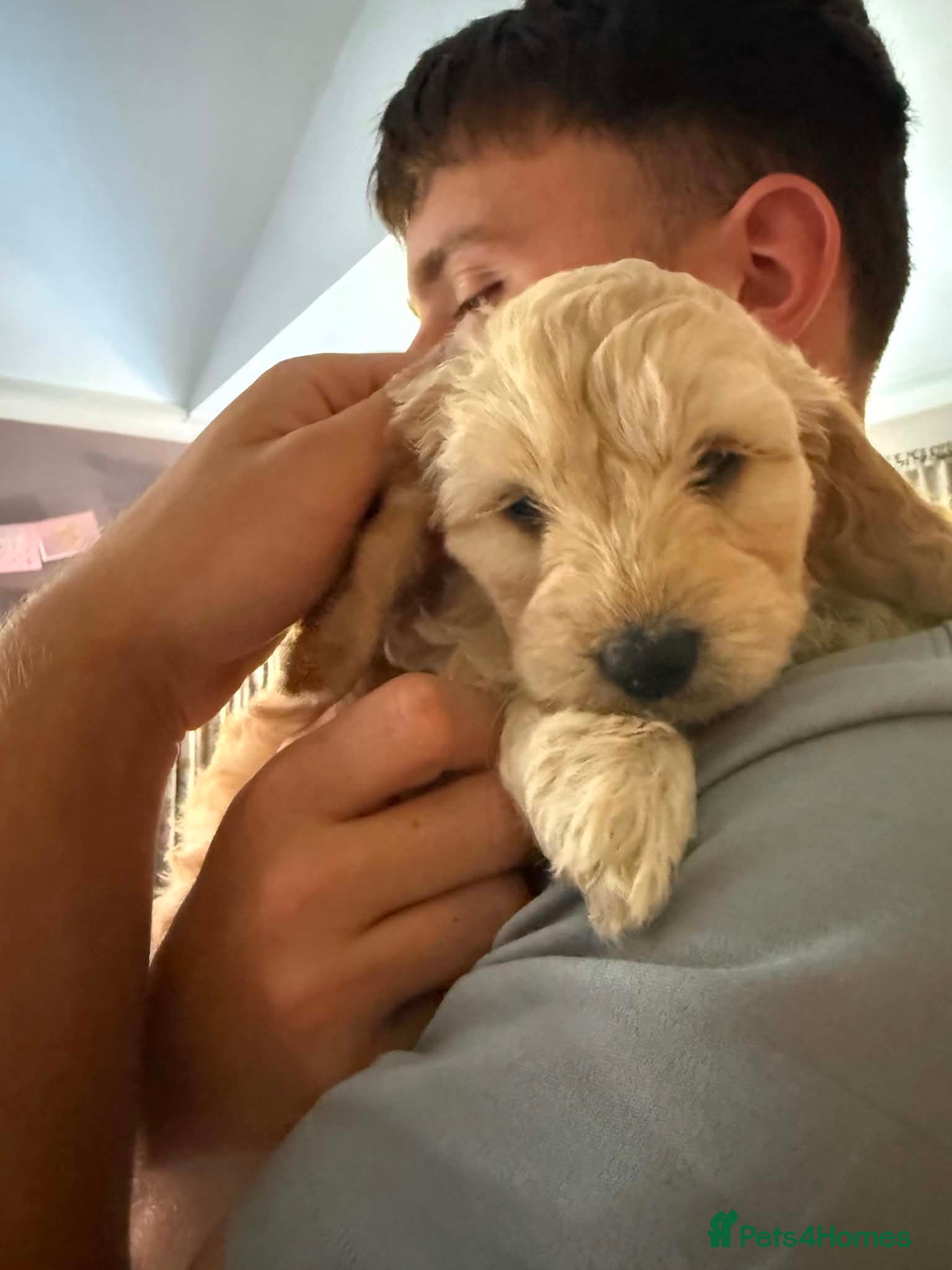 Cockapoo dogs 🐾 Stunning F1 Cockapoo  Rare Colours  🐾 - Advert 2