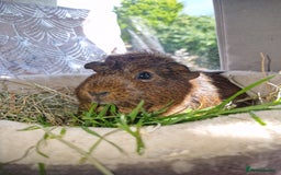 Guinea Pig rodents for sale: Beautiful ridgeback cross agouti breed  - Image 2