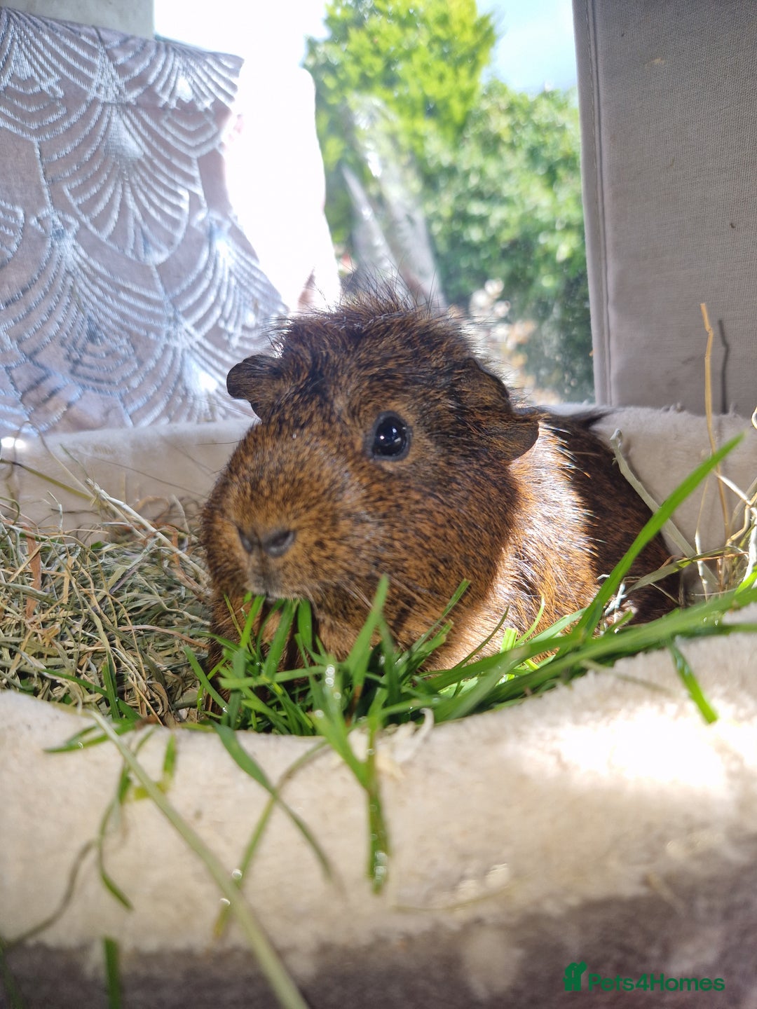 Guinea Pig rodents for sale: Beautiful ridgeback cross agouti breed  - Image 2