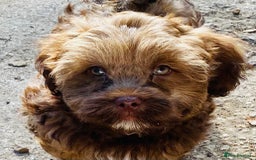 Shihpoo dogs for sale: STUNNING “ MALSHIPOO” BOYS ~READY NOW  - Image 8