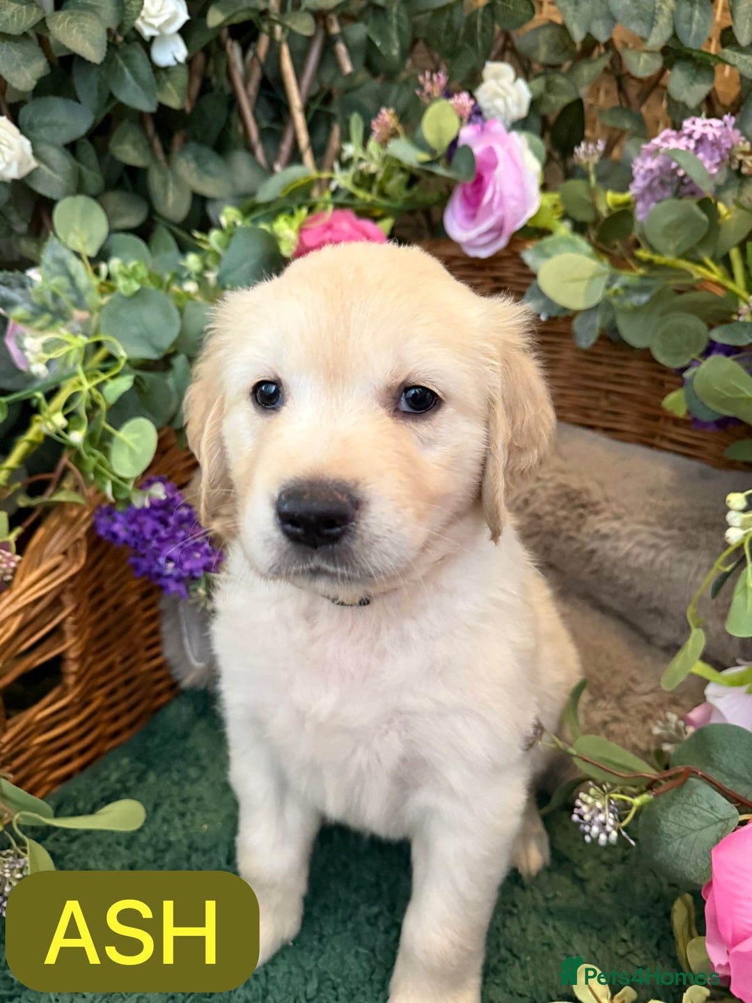 Golden Retriever dogs for sale: Stunning Golden Retriever puppies 🐾 - Image 15