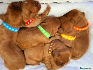 Cavalier King Charles Spaniel dogs 🥇❤️Beautiful Cavalier King Charles Spaniel 🐾⭐️ - Advert 3