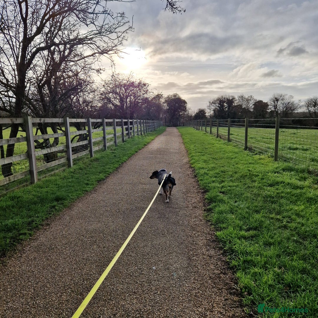 Mixed Breed dogs for adoption: Lessy  - Advert 7