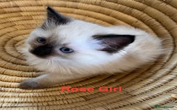 Ragdoll cats for sale: Quick sale - Image 9