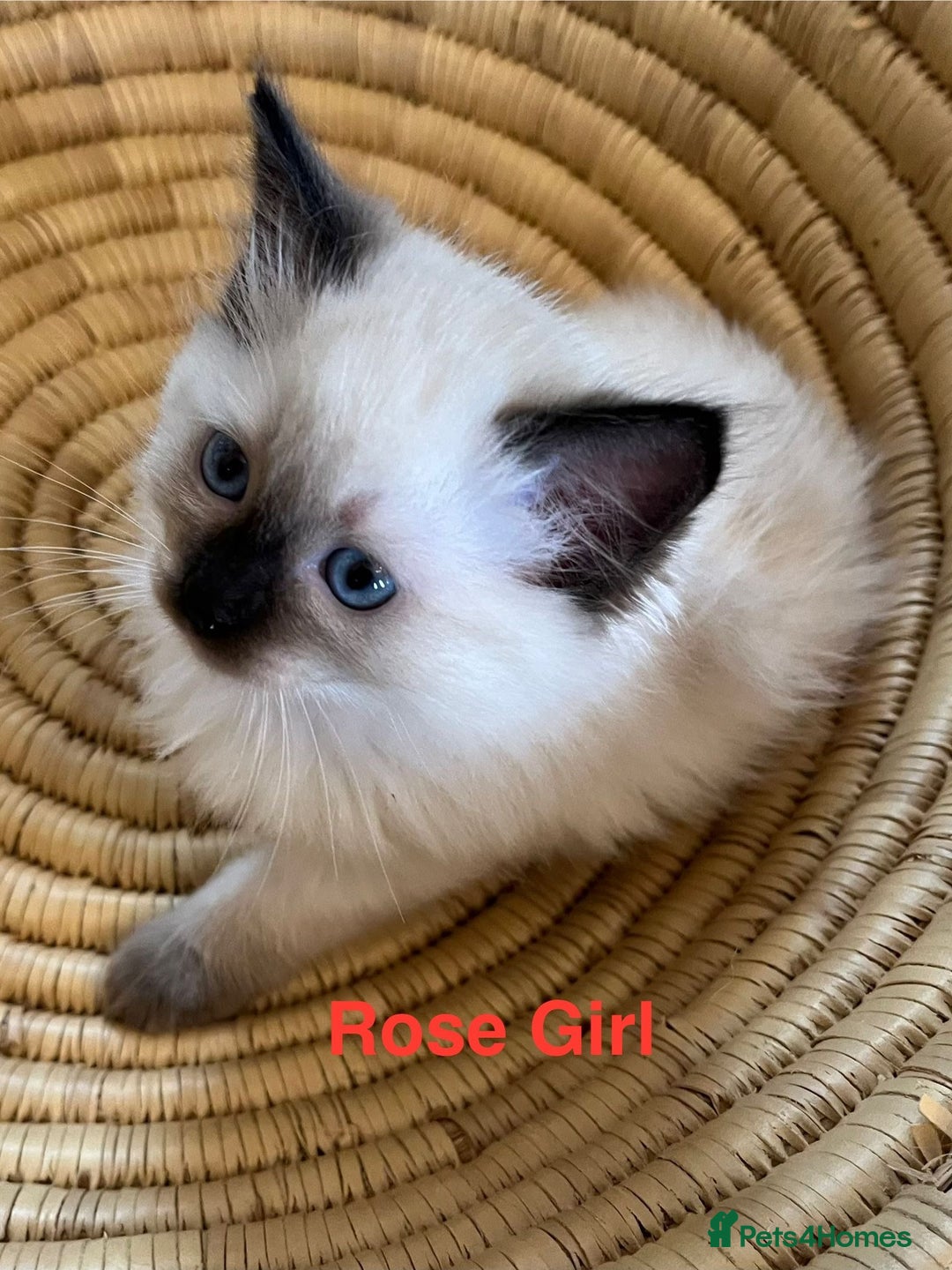 Ragdoll cats for sale: Quick sale - Image 9