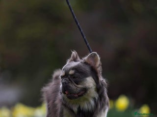 French Bulldog dogs in Carlisle - Advert 2