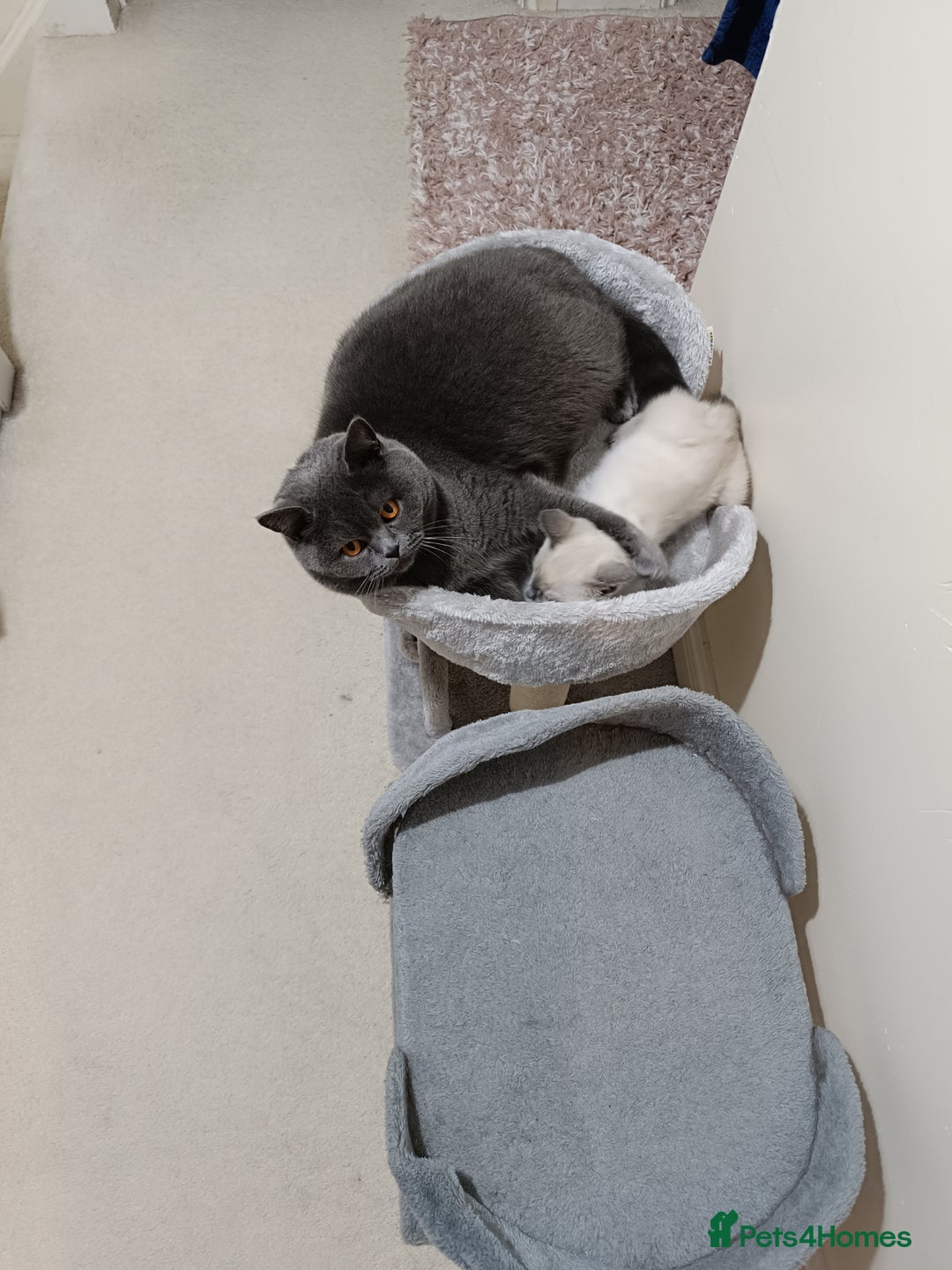 British Shorthair cats for sale: Looking rehomed my princess...  - Advert 8