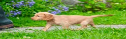 Cocker Spaniel dogs for sale: Gorgeous Golden Working Cocker Spaniels - Advert 6