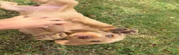 Hungarian Vizsla dogs for sale: Wirehaired Hungarian Vizsla Pups in Malton - Advert 10