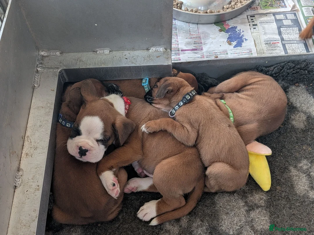 Boxer dogs for sale: Red KC registered boxer puppies  - Advert 13