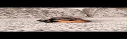 Miniature Dachshund dogs for sale: Miniature Dachshunds in Nelson - Advert 10