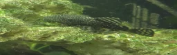 Plecos fish for sale: 🐟 COMMON BRISTLENOSE PLECOS AVAILABLE! 🐟 - Advert 2