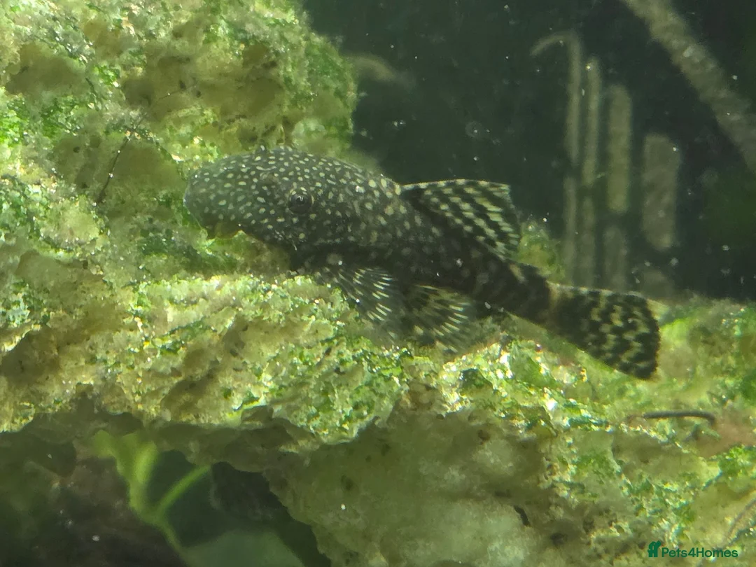 Plecos fish for sale: 🐟 COMMON BRISTLENOSE PLECOS AVAILABLE! 🐟 - Advert 2