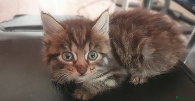 Mixed Breed cats - Advert 14