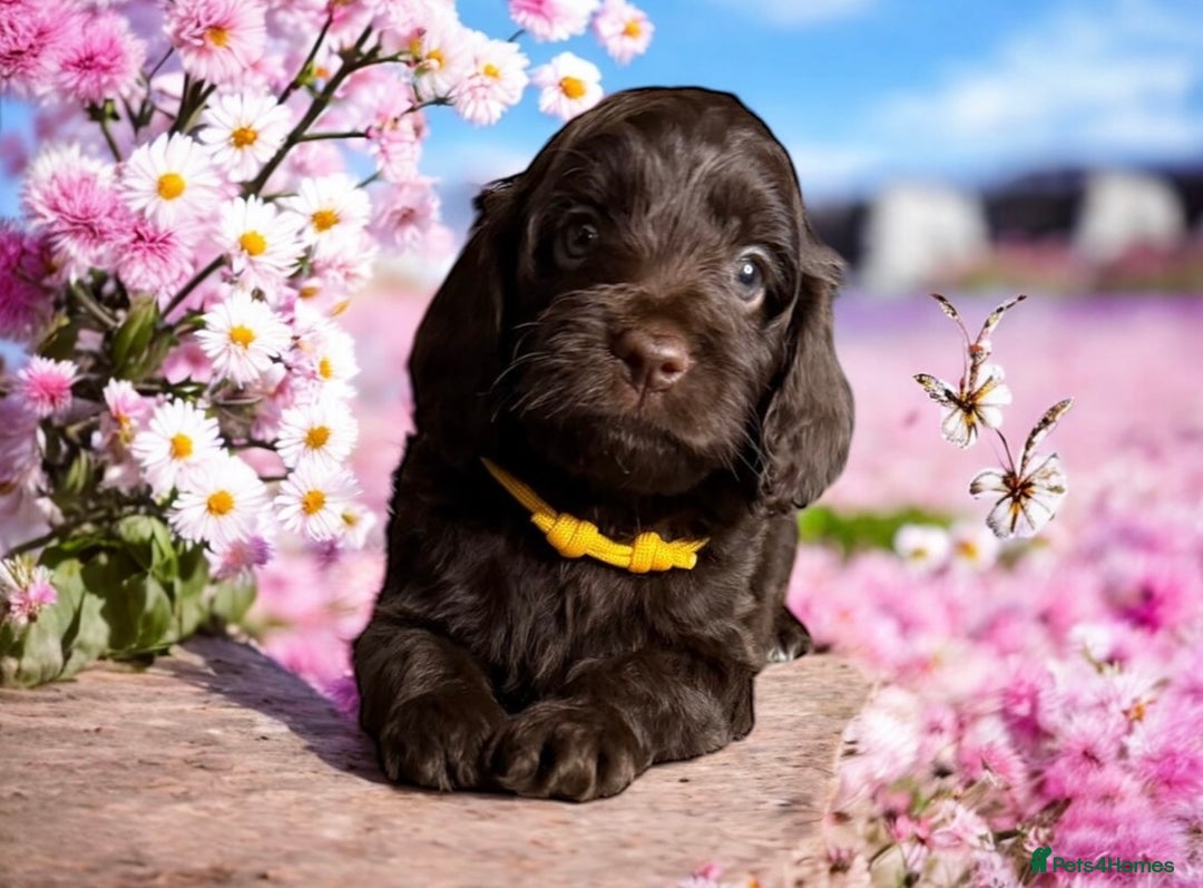 Cockapoo dogs for sale: F1 health clear stunning cockapoos - Image 5