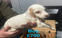 Cocker Spaniel dogs for sale: Stunning cocker spaniels puppies - Advert 10