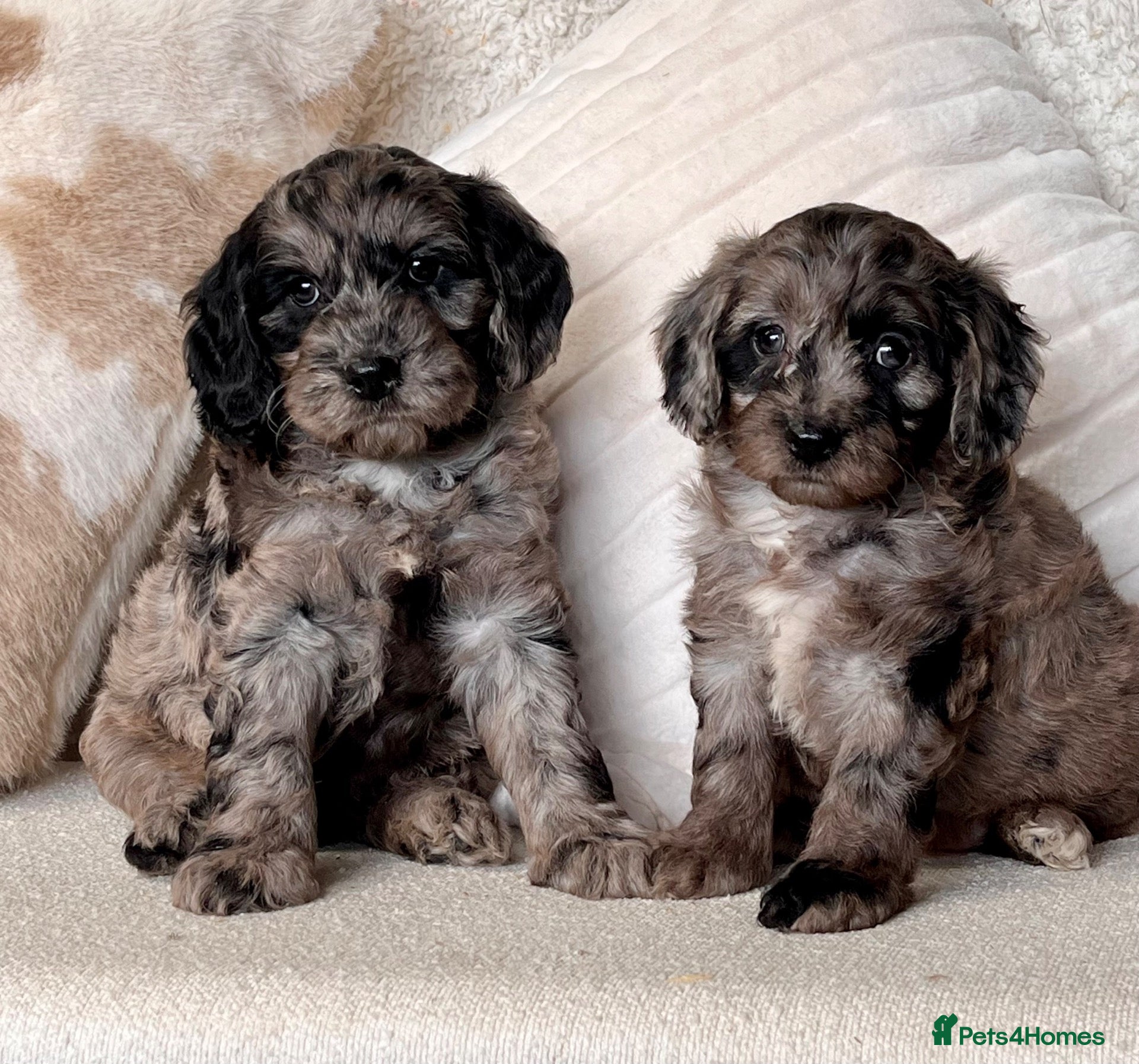 Cockapoo dogs Beautiful Cockapoo puppies  - Advert 1