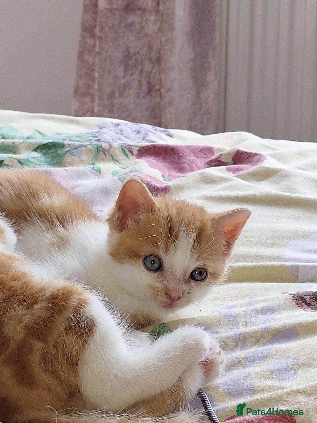Domestic Shorthair cats for sale: Beautiful Ginger Kittens  - Image 3