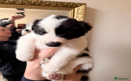 Border Collie dogs for sale: Pure Breed Boarder Collie Pups - Image 29