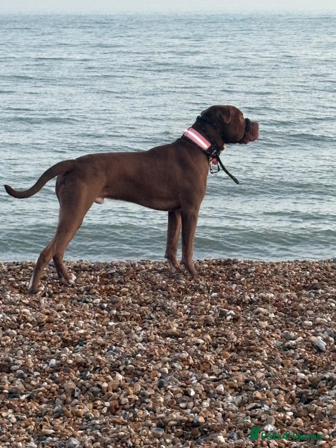 Mixed Breed dogs for sale: Boy dog named Kimbo  in Folkestone - Advert 4
