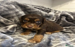 Cocker Spaniel dogs for sale: Cocker Spaniel Puppies *For Sale* - Image 9