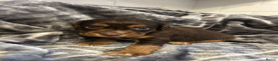 Cocker Spaniel Puppy 3