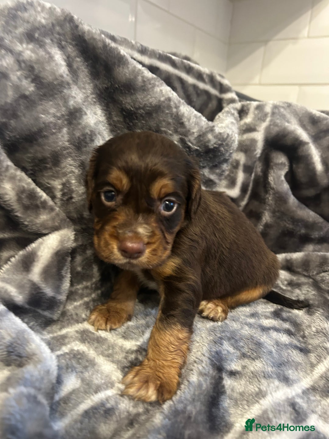 Cocker Spaniel dogs for sale: Cocker Spaniel Puppies *For Sale* - Image 9