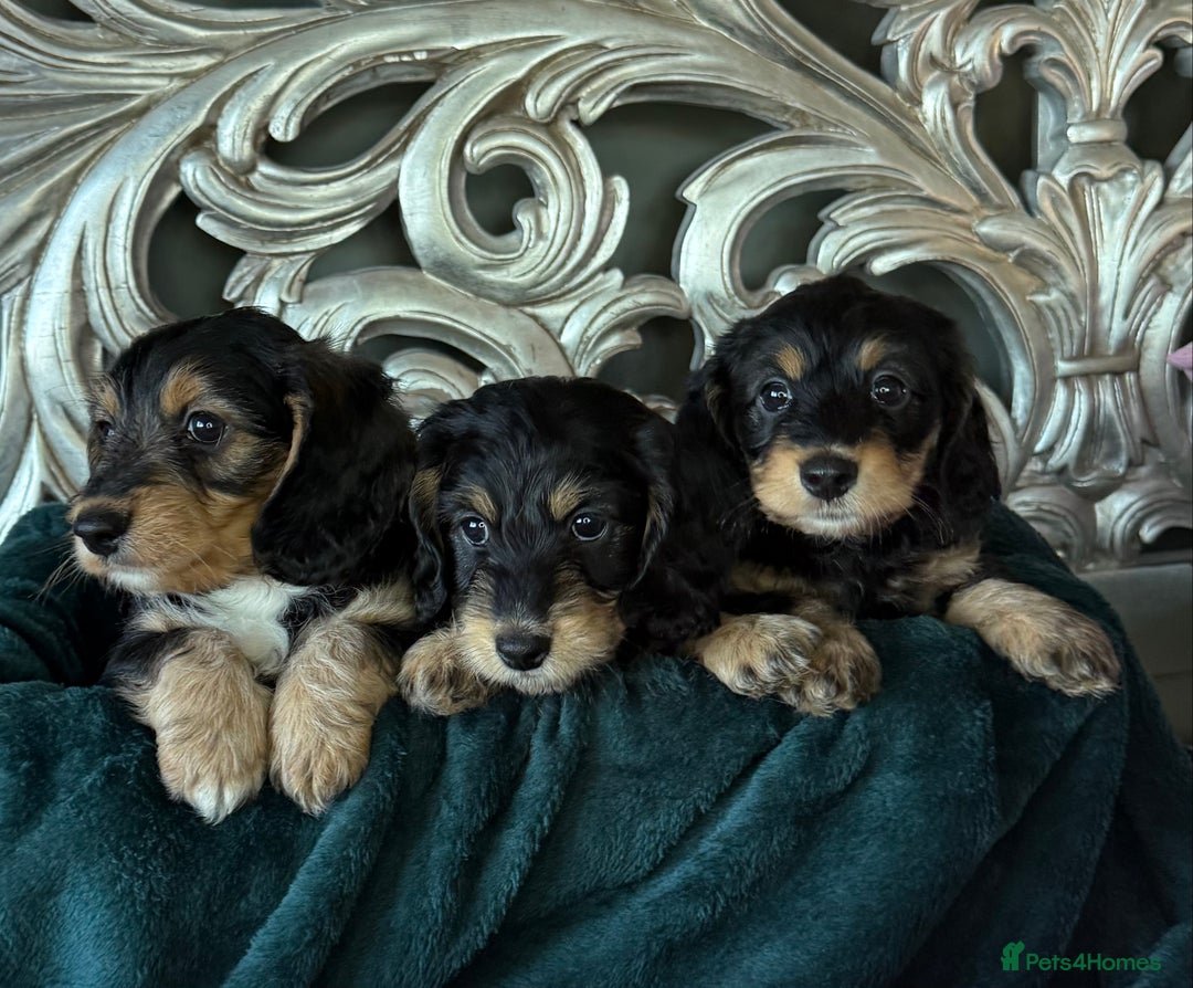 Miniature Dachshund dogs for sale: 5 star licensed breeder  - Advert 3