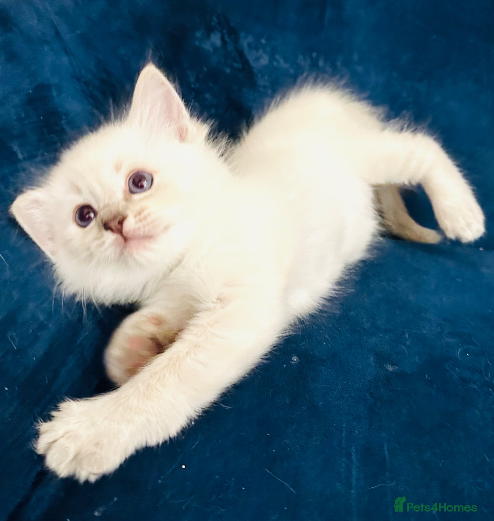 Ragdoll cats GCCF BEAUTIFUL RAGDOLL KITTENS  - Advert 1