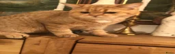 British Shorthair cats for sale: British shorthair kittens  - Advert 15