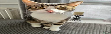 Rufus