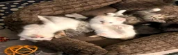 Ragdoll cats for sale: 3/4 Ragdoll Kittens - all long haired beauties  - Advert 22