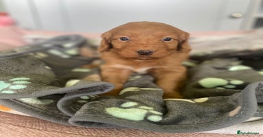 Cockapoo dogs - Advert 2