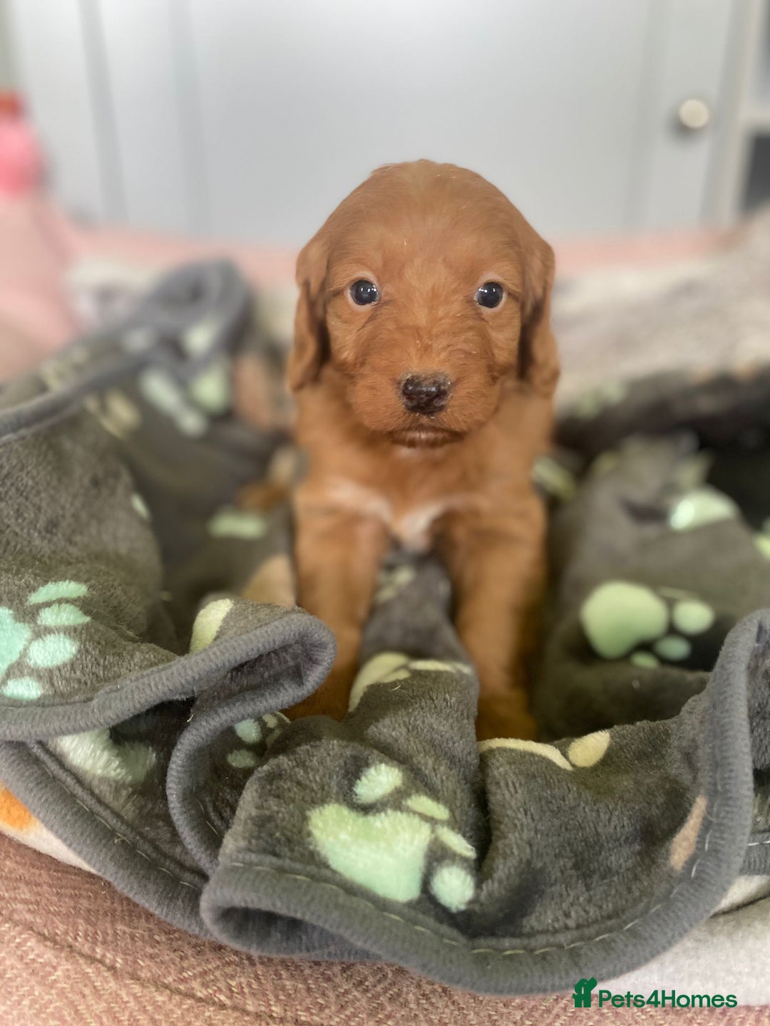 Cockapoo dogs for sale: cockapoo f1 puppies - Image 3