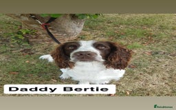 Sprocker dogs for sale: Black and white Sprockers looking for homes  - Image 3