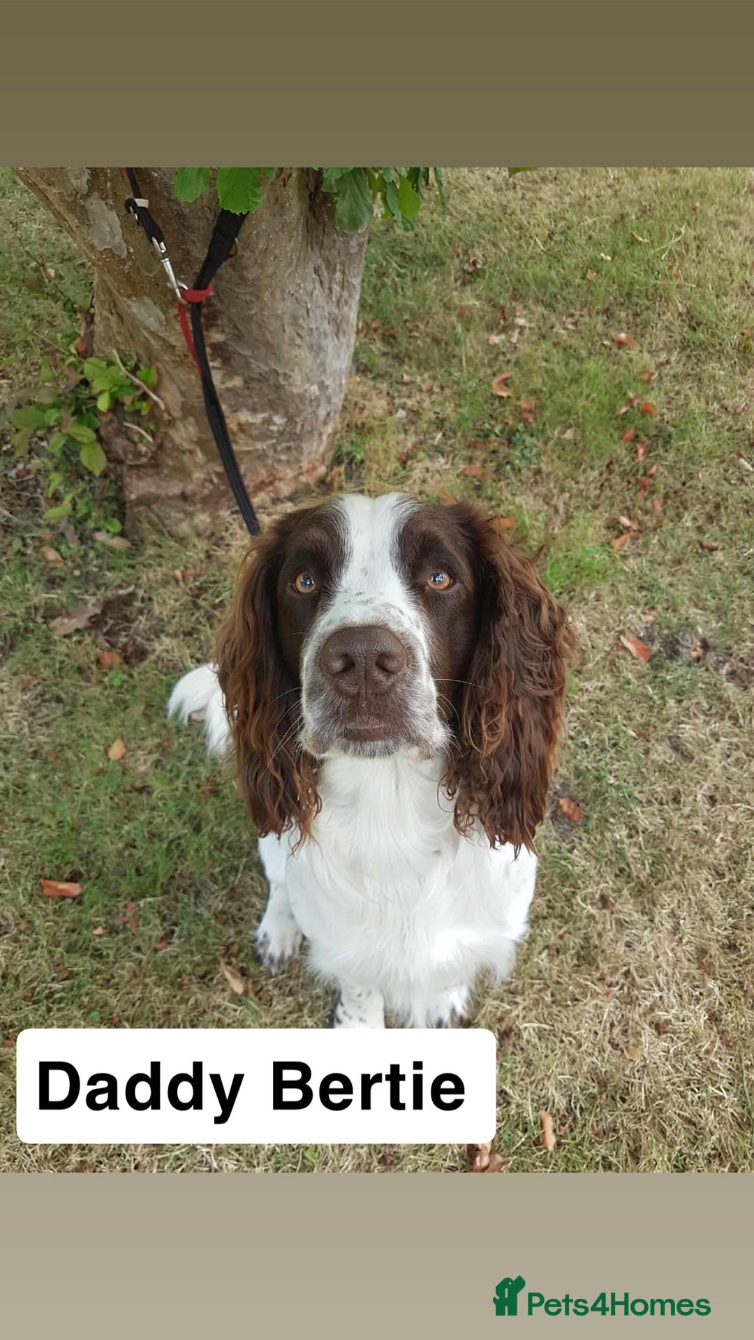 Sprocker dogs for sale: Black and white Sprockers looking for homes  - Image 3
