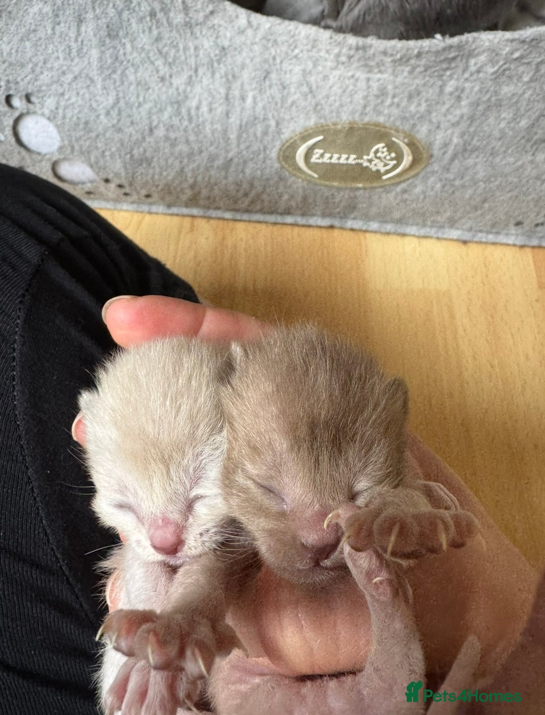 Burmese cats for sale: GCCF registered- home raised Burmese Kittens  - Advert 2