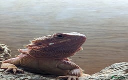 Bearded Dragon reptiles for sale: Bearded Dragon - Advert 3
