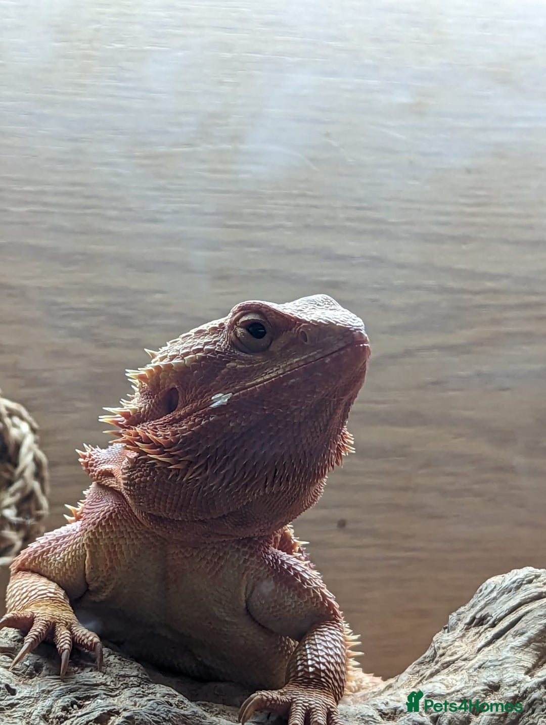 Bearded Dragon reptiles for sale: Bearded Dragon - Advert 3