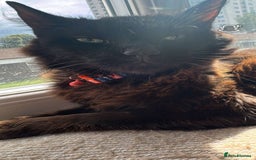 Ragdoll cats for sale: Teddy  - Image 1
