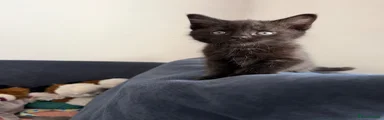 Mixed Breed Kitten 1