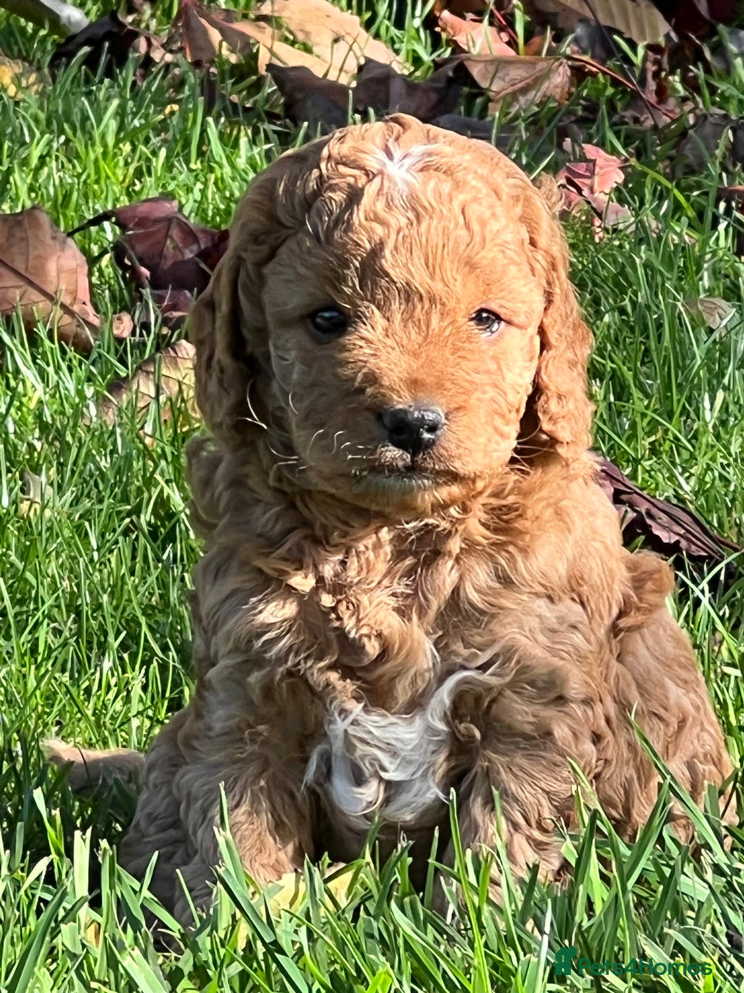 Cockapoo dogs for sale: F1b Toy Cockapoos 5⭐️ Licensed Breeder DNA Clear - Image 9