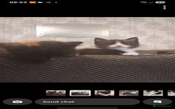 Mixed Breed cats for sale: Kittens - Image 5