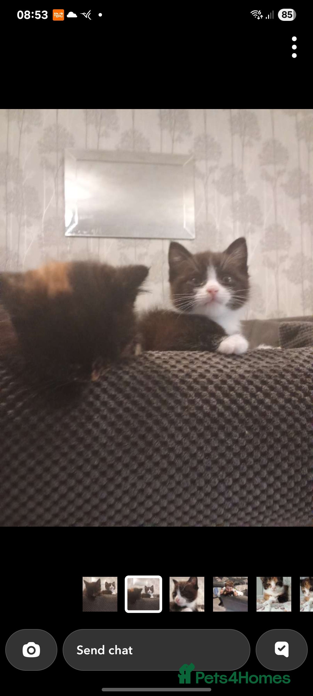 Mixed Breed cats for sale: Kittens - Image 5