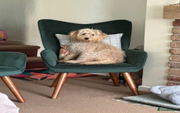 Labradoodle dogs for sale: F1b miniature labradoodle  - Image 6
