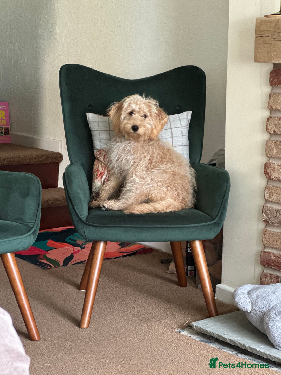 Labradoodle dogs for sale: F1b miniature labradoodle  - Image 6