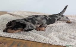 Miniature Dachshund dogs for sale: Miniature dachshund  - Image 6