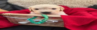 Golden Retriever 3
