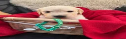 Golden Retriever dogs for sale: Royal kennel club Golden Retriever puppies in Hook - Advert 4